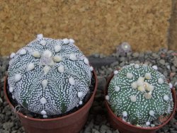 Astrophytum Hanazano Kabuto hybrid pot 6,5 cm - 12406072