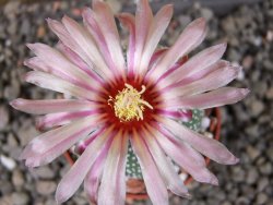 Astrophytum  Hanazano Kabuto X red červený květ, akabana, pot 5,5 cm - 12406074