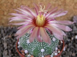 Astrophytum  Hanazano Kabuto X red červený květ, akabana, pot 5,5 cm - 12406075