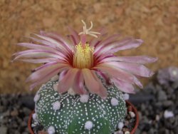 Astrophytum  Hanazano Kabuto X red červený květ, akabana, pot 5,5 cm - 12406076