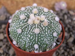 Astrophytum  Hanazano Kabuto X red červený květ, akabana, pot 5,5 cm - 12406077