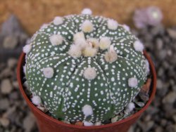 Astrophytum  Hanazano Kabuto X red červený květ, akabana, pot 5,5 cm - 12406078
