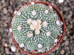 Astrophytum  Hanazano Kabuto X red červený květ, akabana, pot 5,5 cm - 12406079