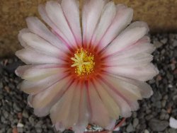 Astrophytum Z Jasenné variegata, 5,5 cm - 12406081