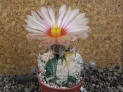 Astrophytum Z Jasenné variegata, 5,5 cm - 12406082
