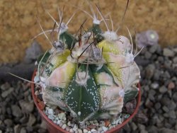 Astrophytum Z Jasenné variegata, 5,5 cm - 12406083