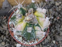 Astrophytum Z Jasenné variegata, 5,5 cm - 12406084