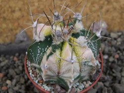 Astrophytum Z Jasenné variegata, 5,5 cm - 12406085