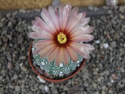 Astrophytum  asterias X red červený květ, akabana, pot 5,5 cm - 12406087