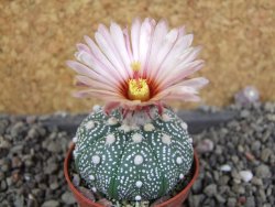 Astrophytum  asterias X red červený květ, akabana, pot 5,5 cm - 12406088