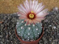 Astrophytum  asterias X red červený květ, akabana, pot 5,5 cm - 12406089
