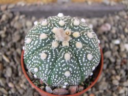 Astrophytum  asterias X red červený květ, akabana, pot 5,5 cm - 12406090