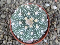 Astrophytum  asterias X red červený květ, akabana, pot 5,5 cm - 12406091