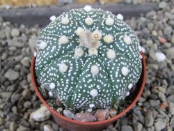 Astrophytum  asterias X red červený květ, akabana, pot 5,5 cm - 12406092