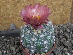 Astrophytum  asterias X red červený květ, akabana, pot 5,5 cm - 12406095