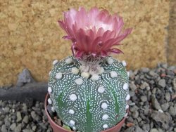 Astrophytum  asterias X red červený květ, akabana, pot 5,5 cm - 12406096