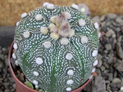 Astrophytum  asterias X red červený květ, akabana, pot 5,5 cm - 12406097