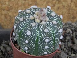 Astrophytum  asterias X red červený květ, akabana, pot 5,5 cm - 12406098