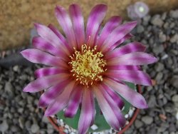 Astrophytum  asterias nudum X red červený květ, akabana, pot 5,5 cm - 12406100