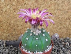 Astrophytum  asterias nudum X red červený květ, akabana, pot 5,5 cm - 12406101