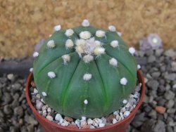 Astrophytum  asterias nudum X red červený květ, akabana, pot 5,5 cm - 12406102