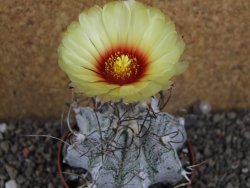 Astrophytum capricorne major XL, pot 9 cm - 12406104