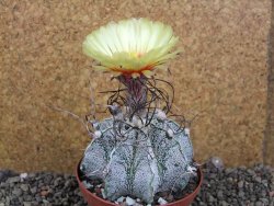 Astrophytum capricorne major XL, pot 9 cm - 12406106