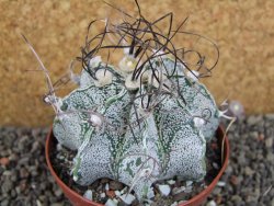Astrophytum capricorne major XL, pot 9 cm - 12406108