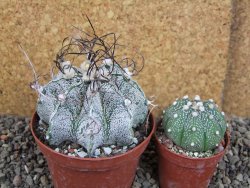 Astrophytum capricorne major XL, pot 9 cm - 12406109