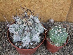 Astrophytum capricorne major XL, pot 9 cm - 12406110