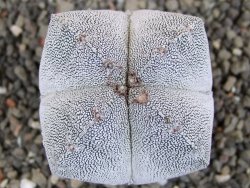 Astrophytum Onzuko quadricostatum, pot 5,5 cm - 12406112