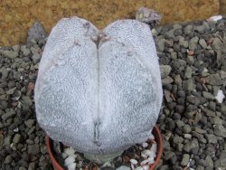 Astrophytum Onzuko quadricostatum, pot 5,5 cm - 12406114