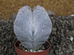 Astrophytum Onzuko quadricostatum, pot 5,5 cm - 12406115