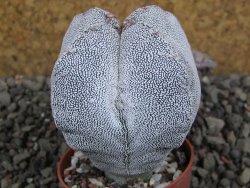 Astrophytum Onzuko quadricostatum, pot 5,5 cm - 12406116