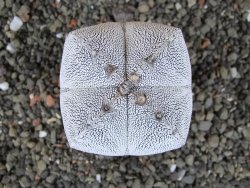 Astrophytum Onzuko quadricostatum, pot 5,5 cm - 12406117