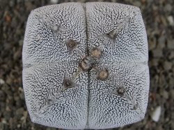 Astrophytum Onzuko quadricostatum, pot 5,5 cm - 12406119