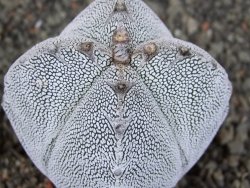 Astrophytum Onzuko quadricostatum, pot 5,5 cm - 12406120
