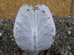 Astrophytum Onzuko quadricostatum, pot 5,5 cm - 12406121