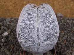 Astrophytum Onzuko quadricostatum, pot 5,5 cm - 12406122