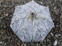 Astrophytum Z Jasenné pot 5,5 cm - 12406124