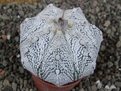 Astrophytum Z Jasenné pot 5,5 cm - 12406125
