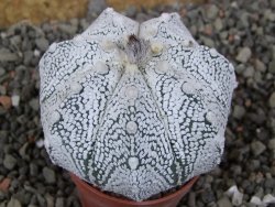 Astrophytum Z Jasenné pot 5,5 cm - 12406126