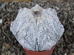 Astrophytum Z Jasenné pot 5,5 cm - 12406127
