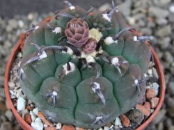 Gymnocalycium vatteri unguispinum, pot 5,5 cm - 12406134