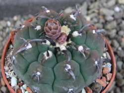 Gymnocalycium vatteri unguispinum, pot 5,5 cm - 12406136