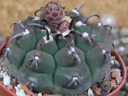 Gymnocalycium vatteri unguispinum, pot 5,5 cm - 12406137