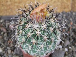 Coryphantha kracikii Diamante, Dur. pot 5,5 cm - 12406149