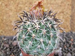 Coryphantha kracikii Diamante, Dur. pot 5,5 cm - 12406150