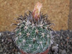 Coryphantha kracikii Diamante, Dur. pot 5,5 cm - 12406151