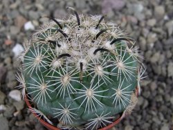 Coryphantha kracikii 4 cm - 12407305